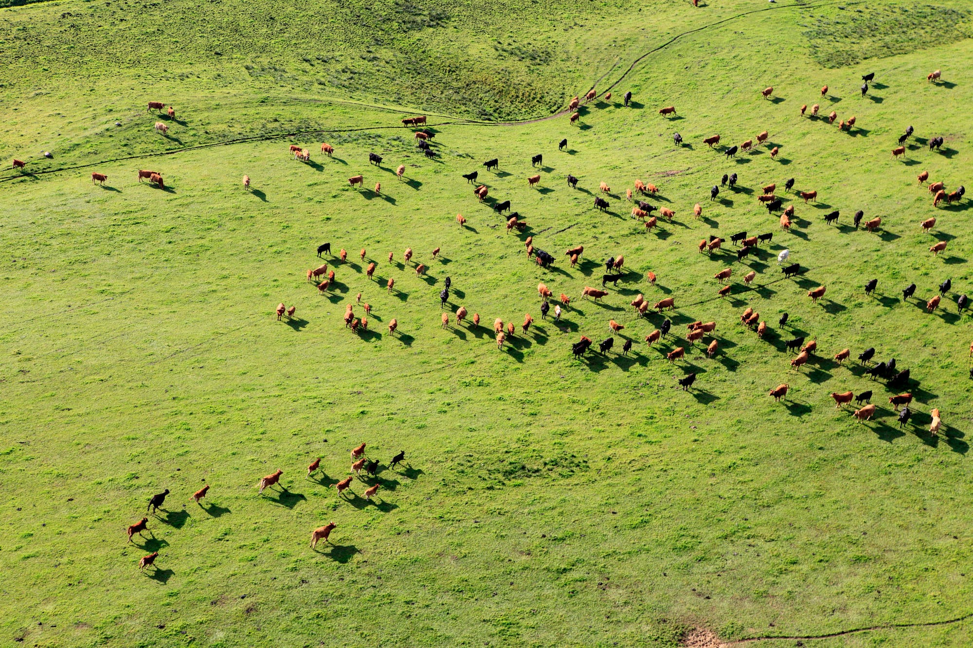 Rinder grasen gegen Süden – außer es herrscht Hochspannung