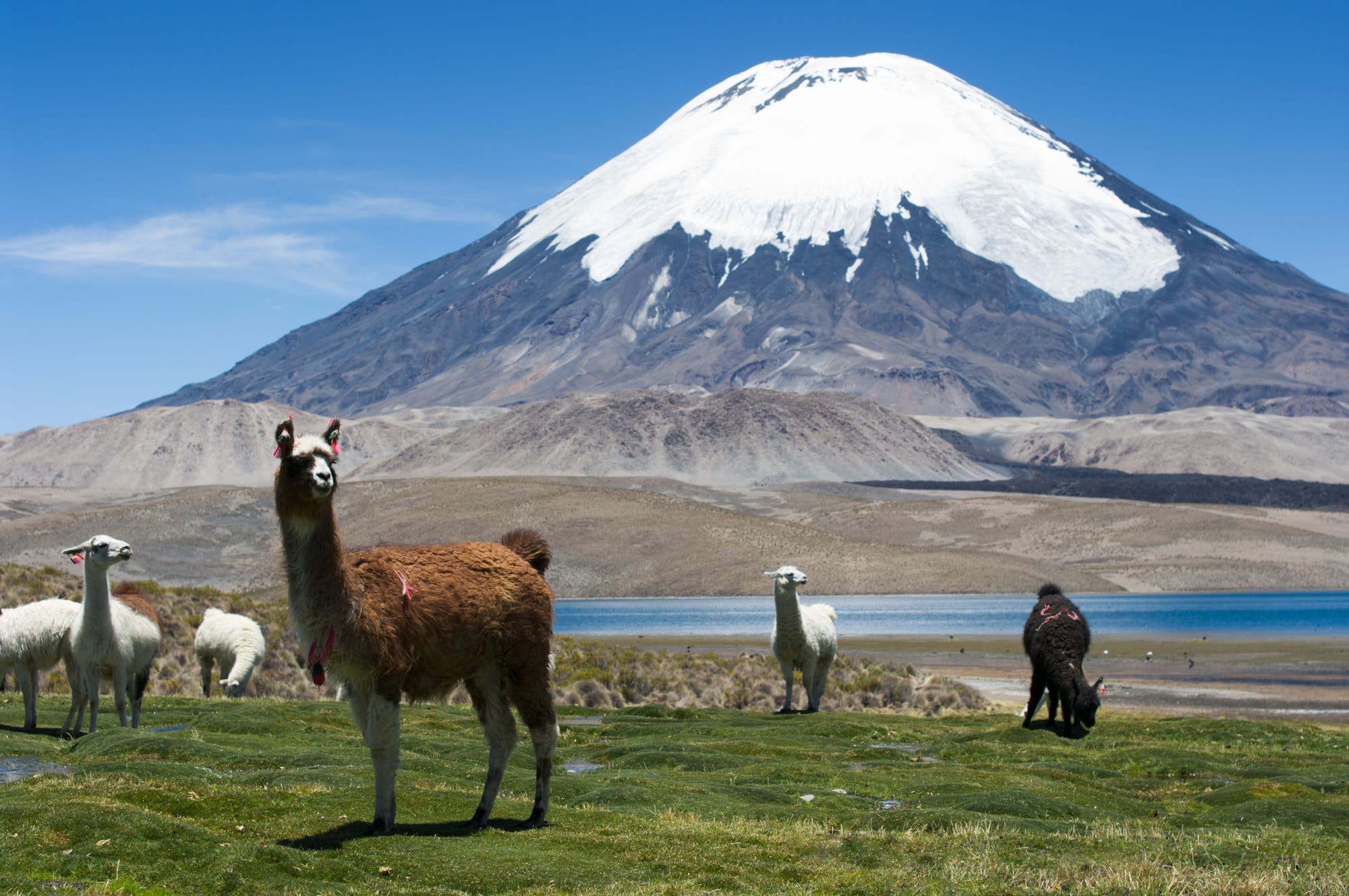 Eine Herde Lamas in Chile vor dem Vulkanberg Parinacota