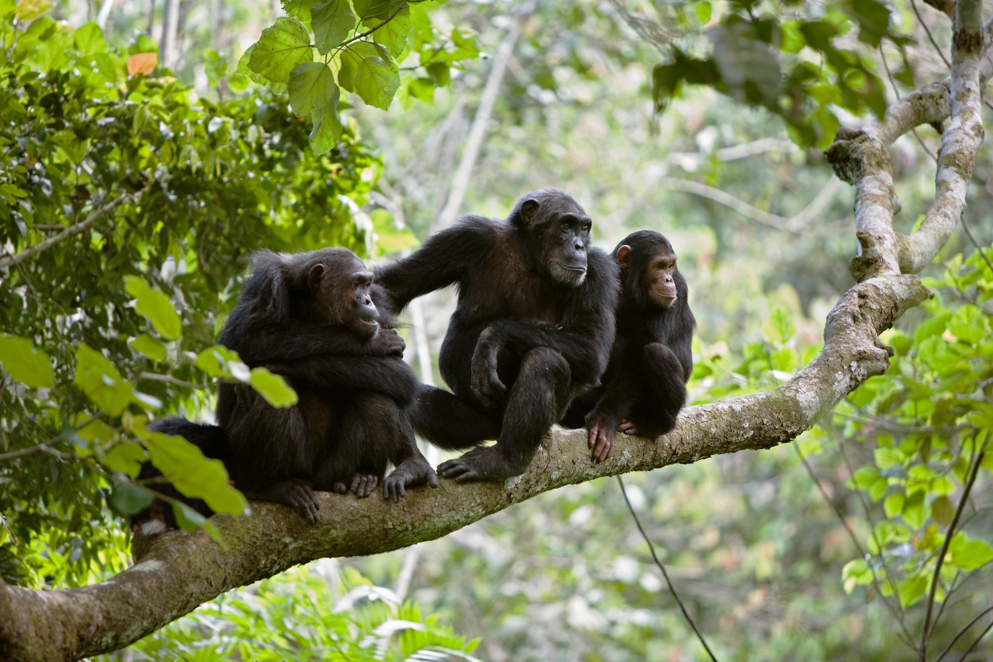 Eine Schimpansenfamilie sitzt auf einen Ast.