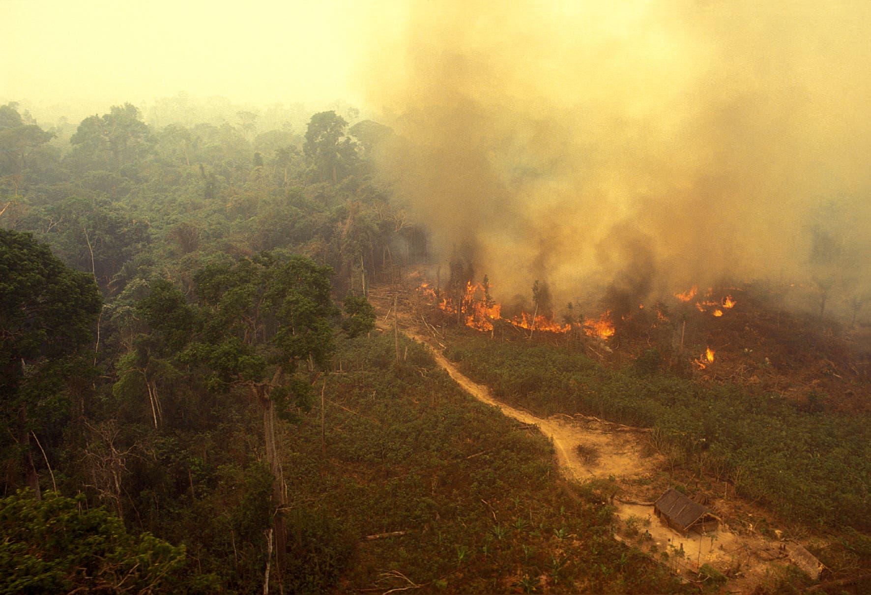 Amazonas-Waldbrand