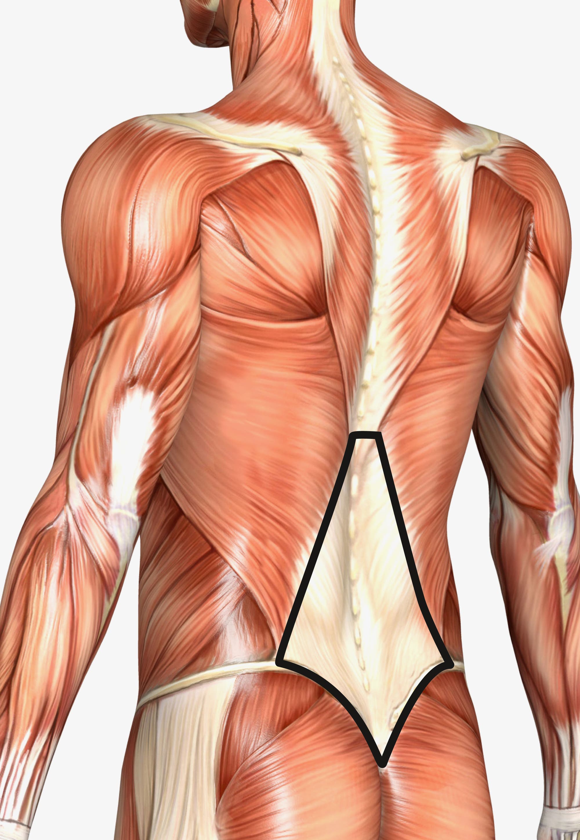 Anatomische Zeichnung der Rückenmuskulatur mit Kennzeichnung der Rückenfaszie