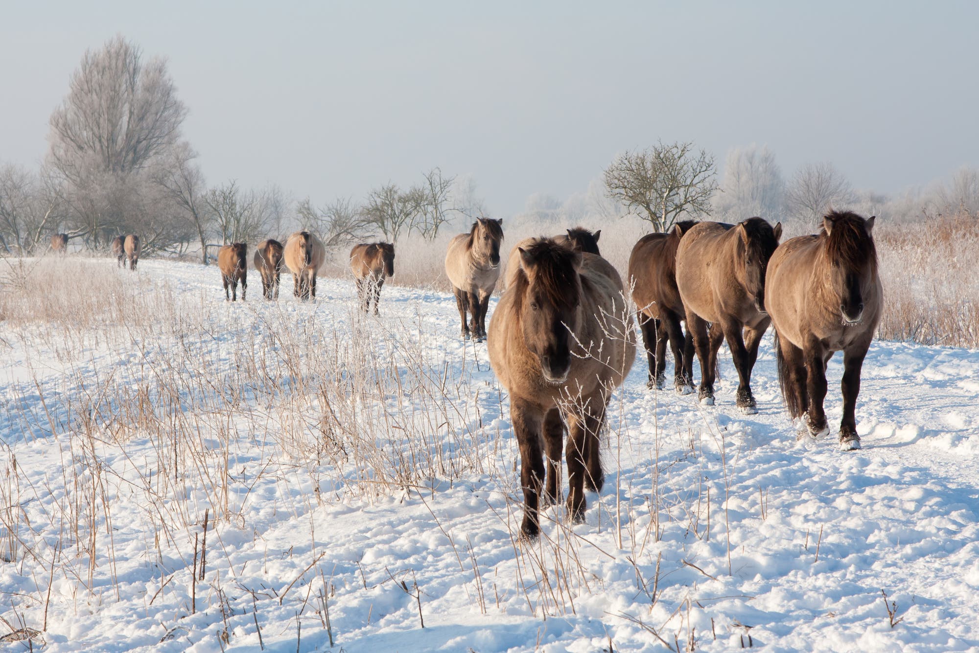 Konik-Pferde laufen in einer Winterlandschaft 