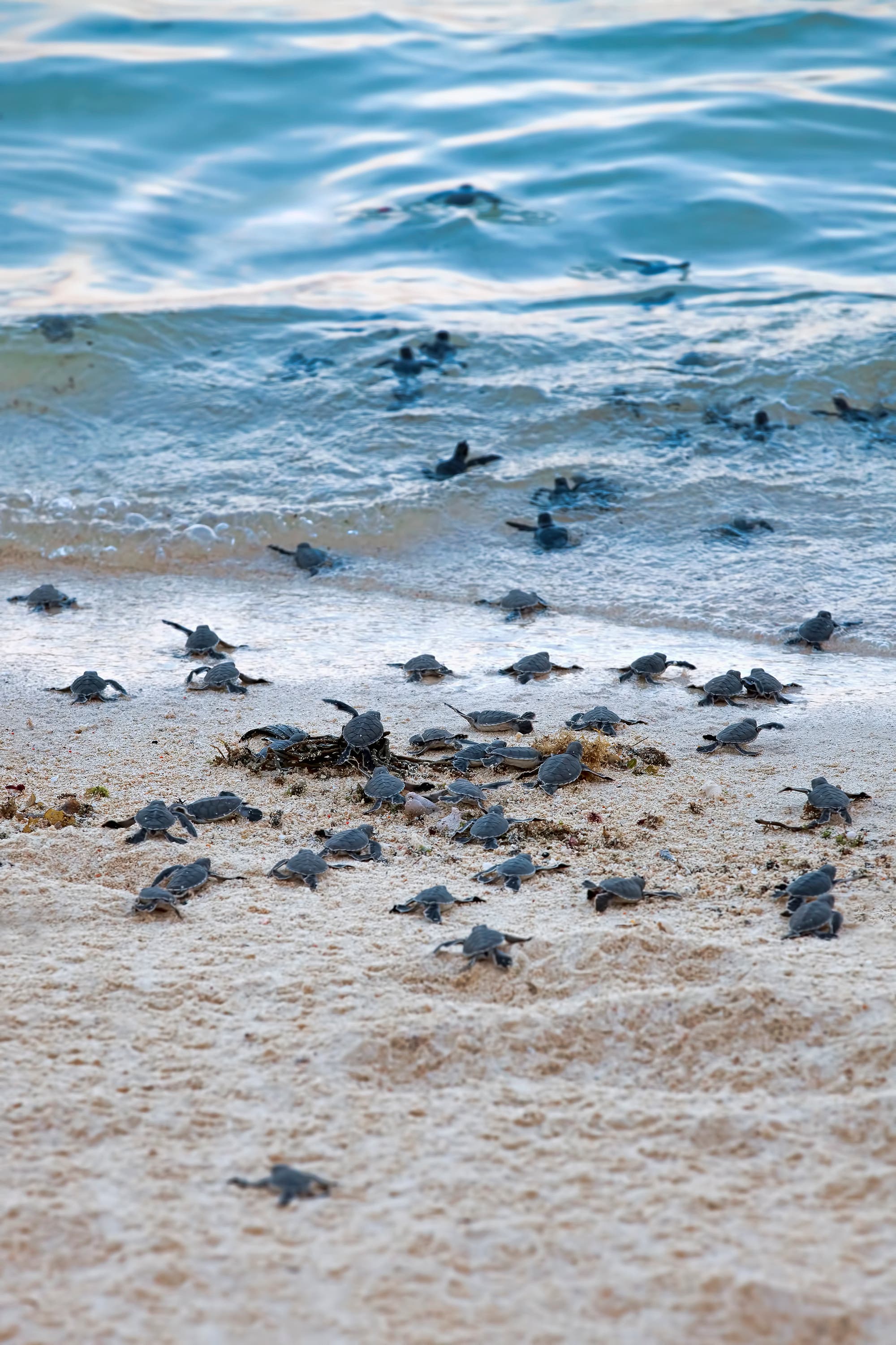 Frisch geschlüpfte Schildkrötenbabys laufen ins Meer.