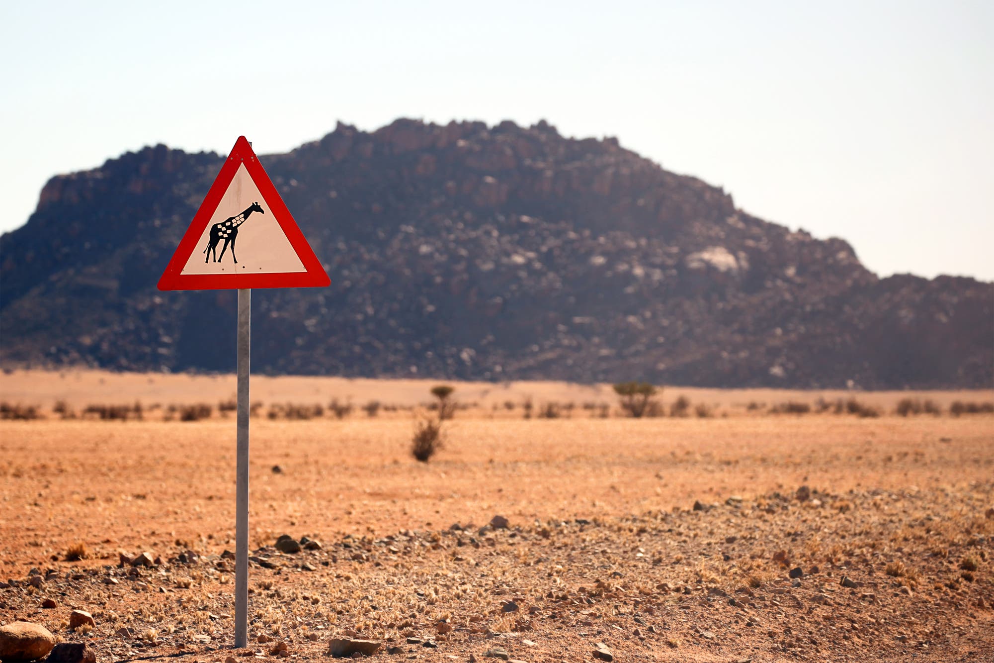 Ein Straßenschild warnt Autofahrer vor Giraffen
