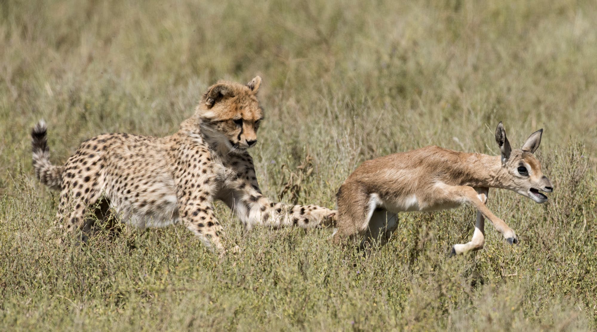 Gepard jagt Gazelle