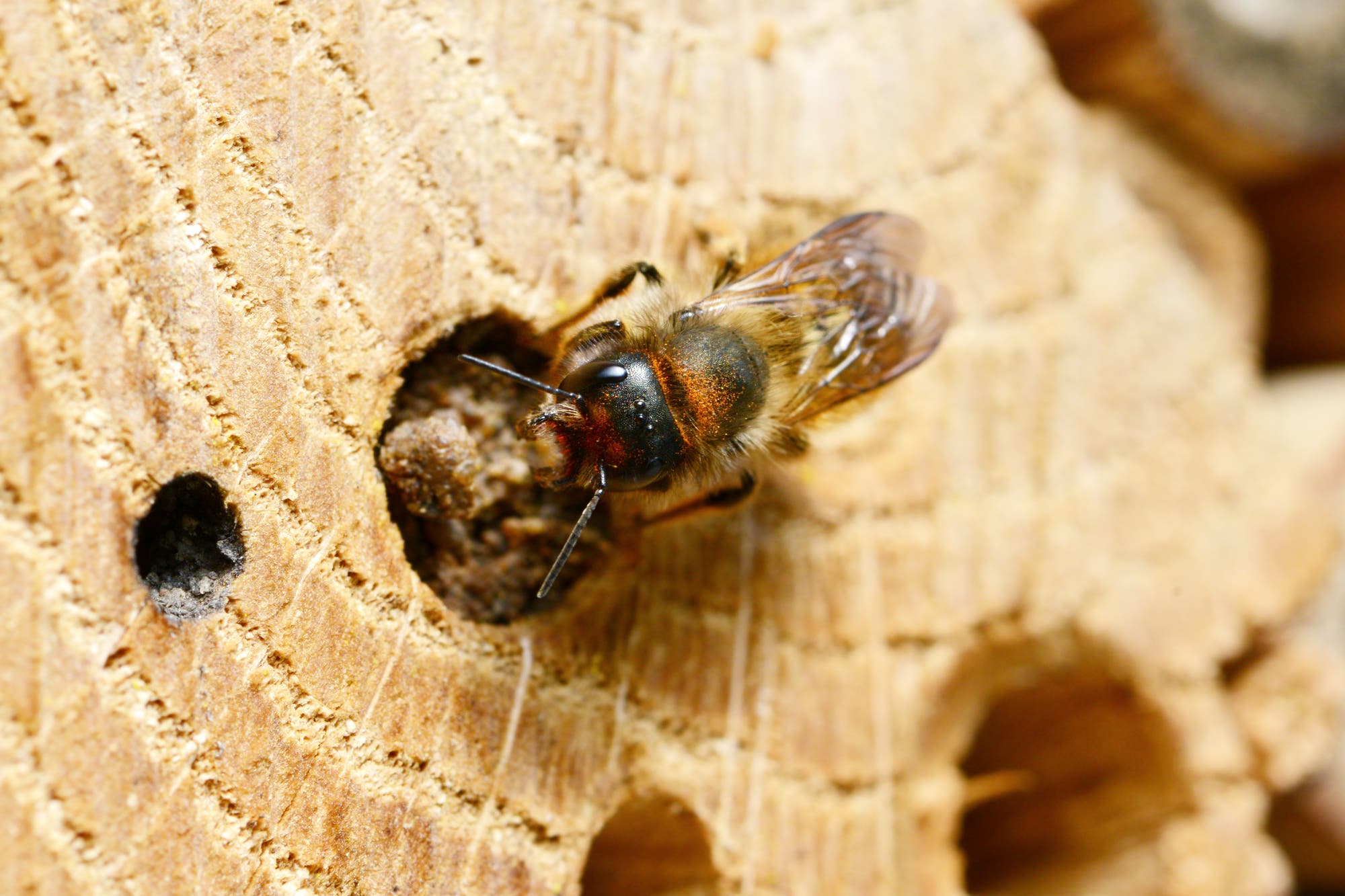 Eine Biene sitzt auf einem Stück Holz mit mehreren kleinen Löchern. Die Biene ist detailliert zu sehen, mit durchscheinenden Flügeln und einem pelzigen Körper. Das Holz zeigt eine raue, natürliche Textur. Die Szene vermittelt einen natürlichen Lebensraum für die Biene.