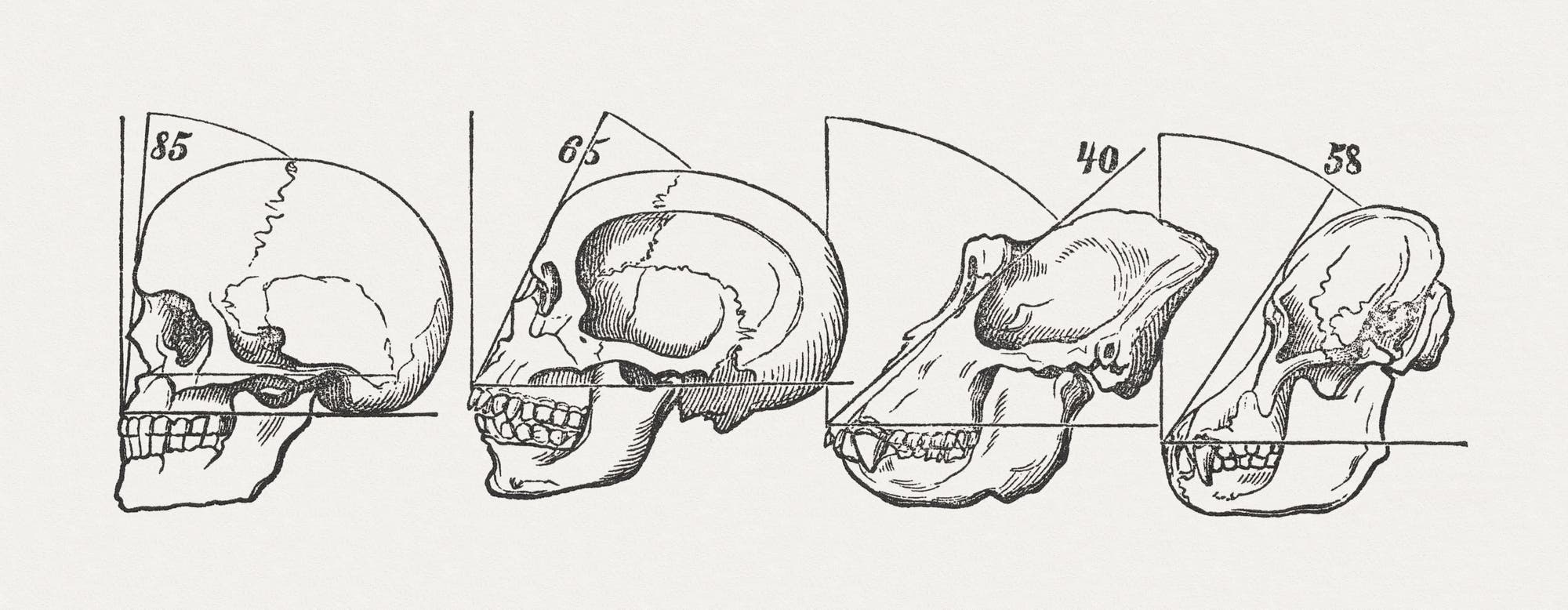Wissenschaftliche Skizzen der Schädel von Primaten, veröffentlicht 1884