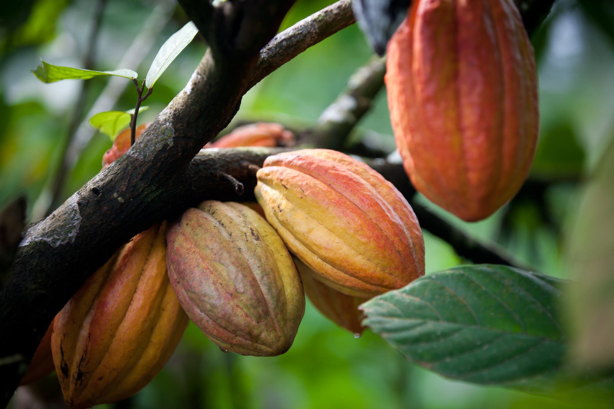 Kakaobäume sind anfällig für Krankheiten