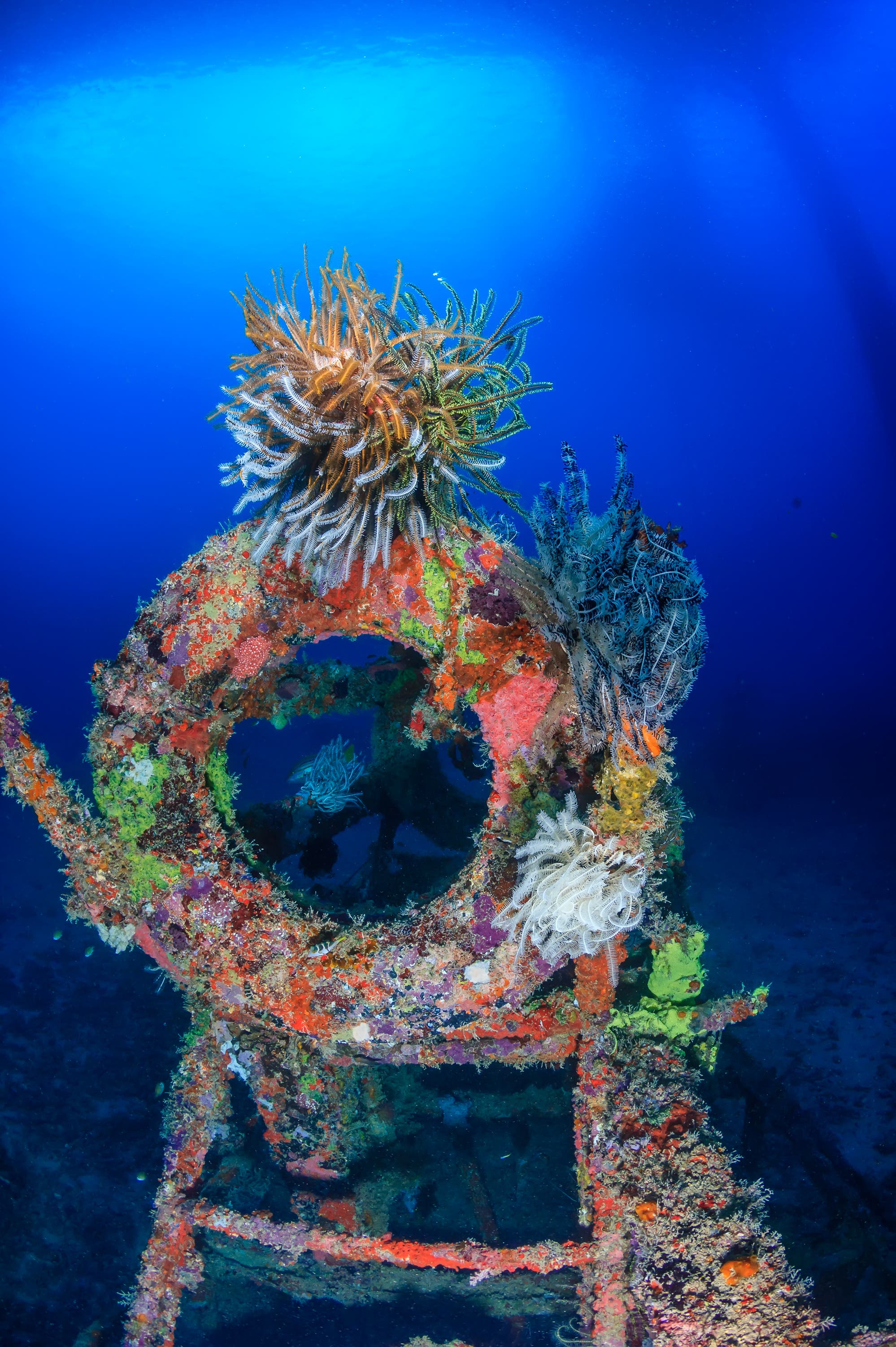 Schiffswracks bilden für Lebewesen einfach eine geeignete Struktur, um sich darauf niederzulassen. Sie werden in kurzer Zeit als künstliche Riffe besiedelt und dauerhaft genutzt – fast gleich, in welcher Wassertiefe.