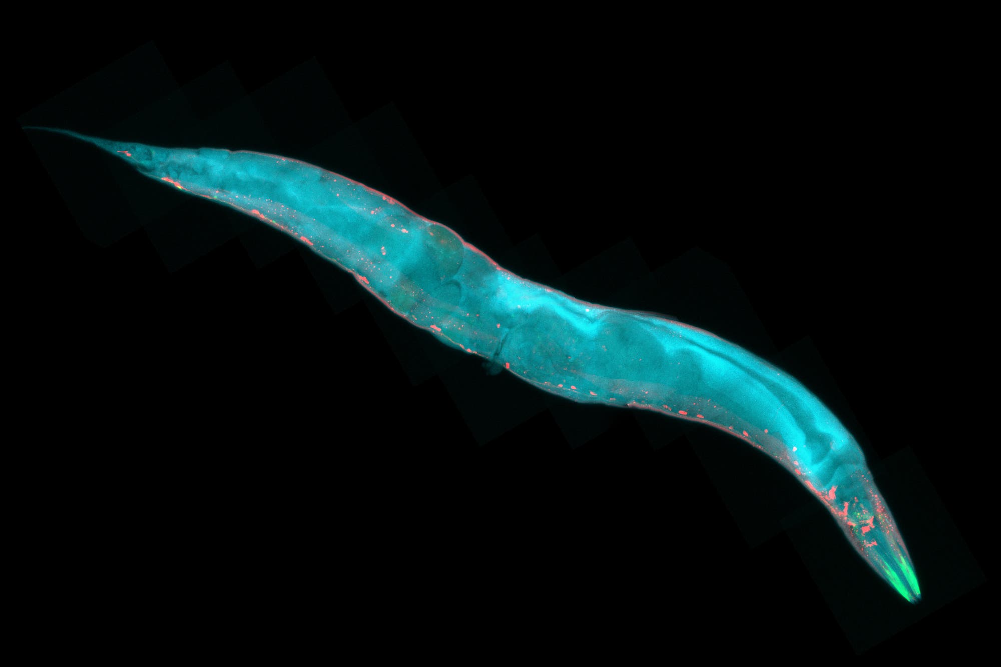 Der Fadenwurm C. elegans war das erste Tier, dessen Gene man auslas