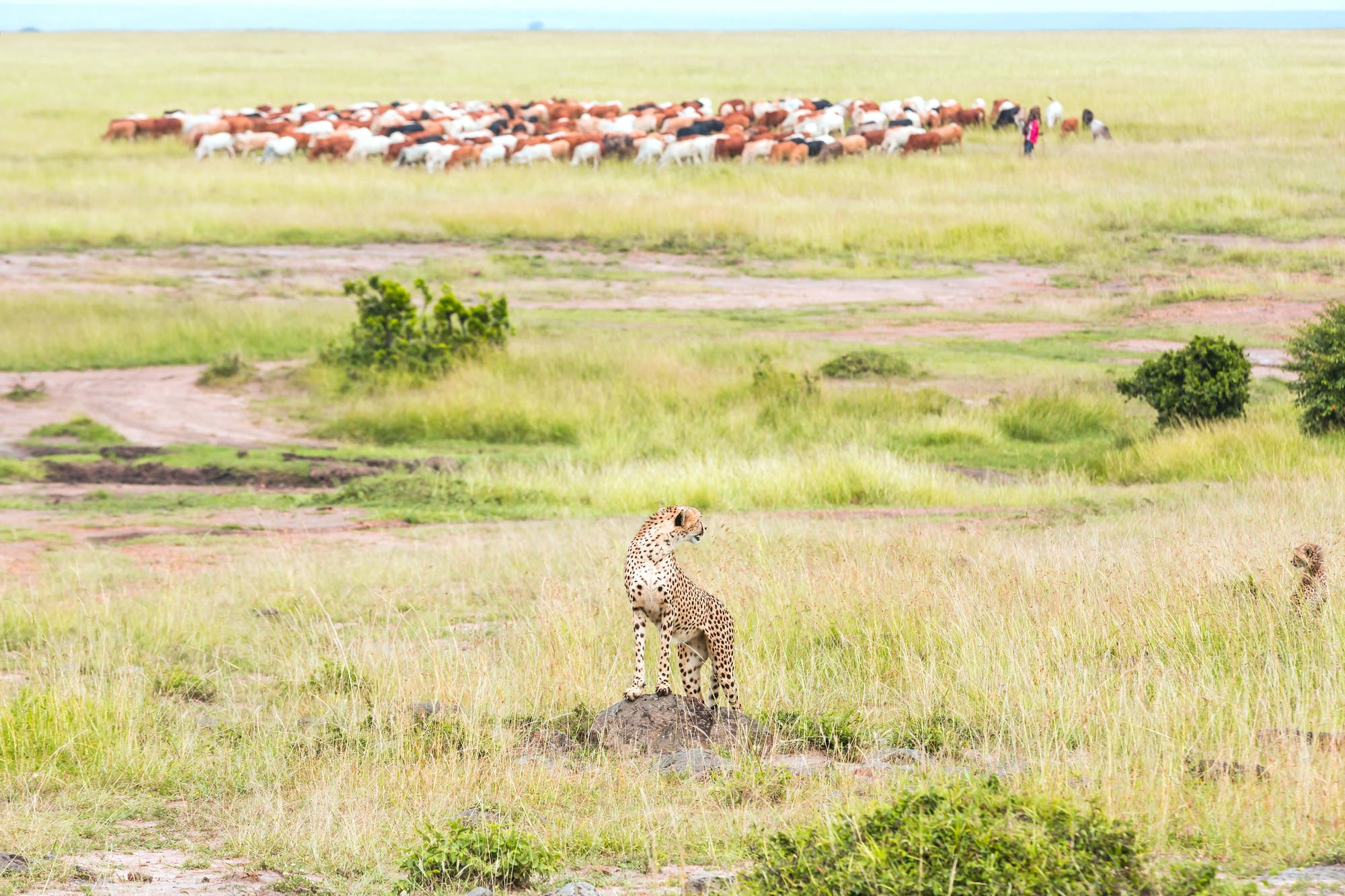 Gepard und Rinderherde in Kenia