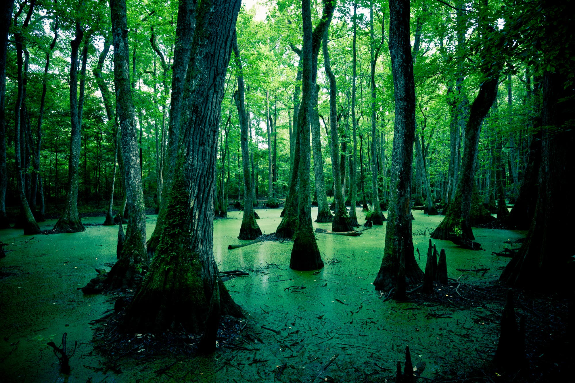 Sumpfwald in Louisiana