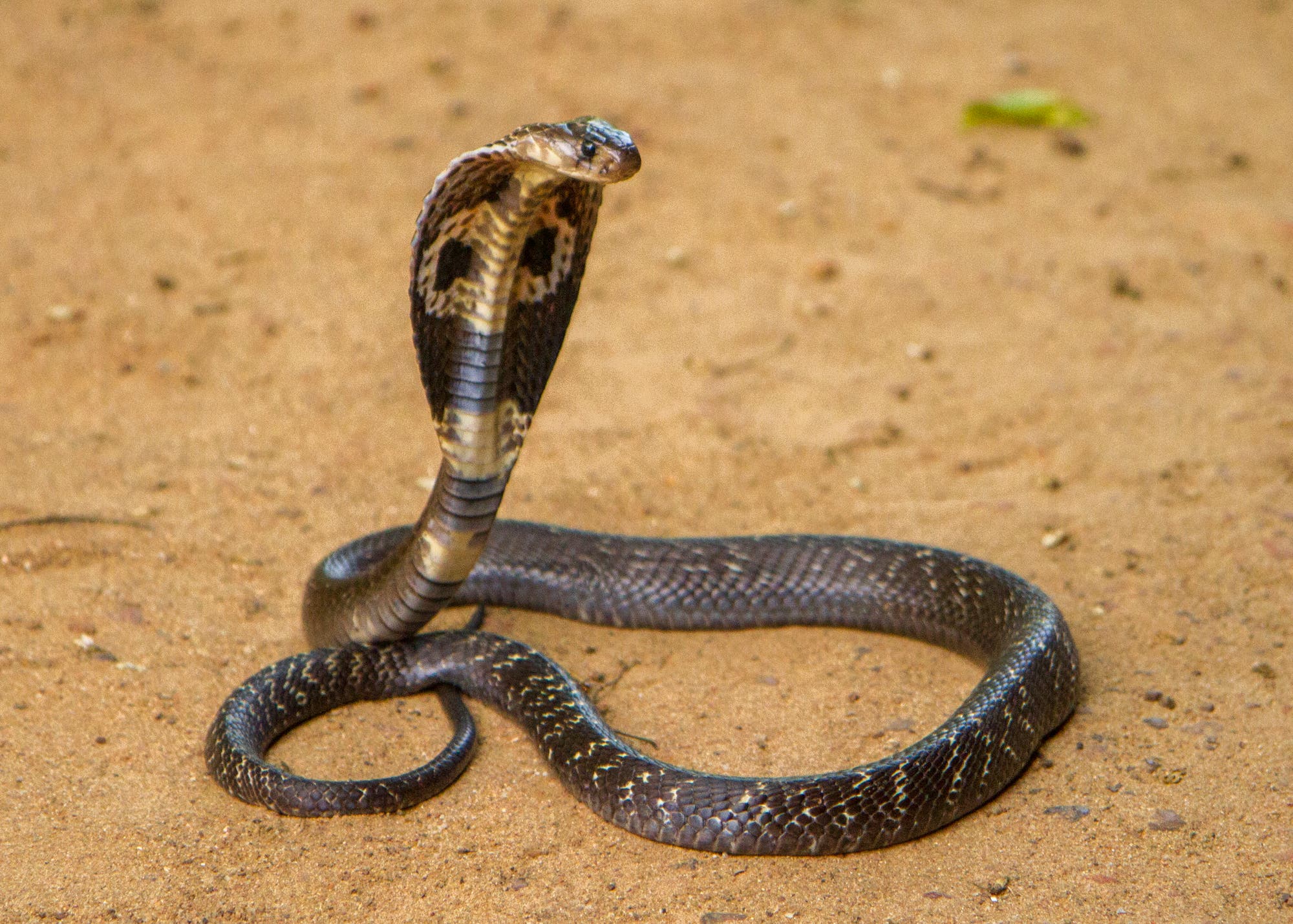 Eine Kobra mit aufgestelltem Nackenschild. Das ist der Moment, an dem man aufhören sollte, das Tier zu nerven.