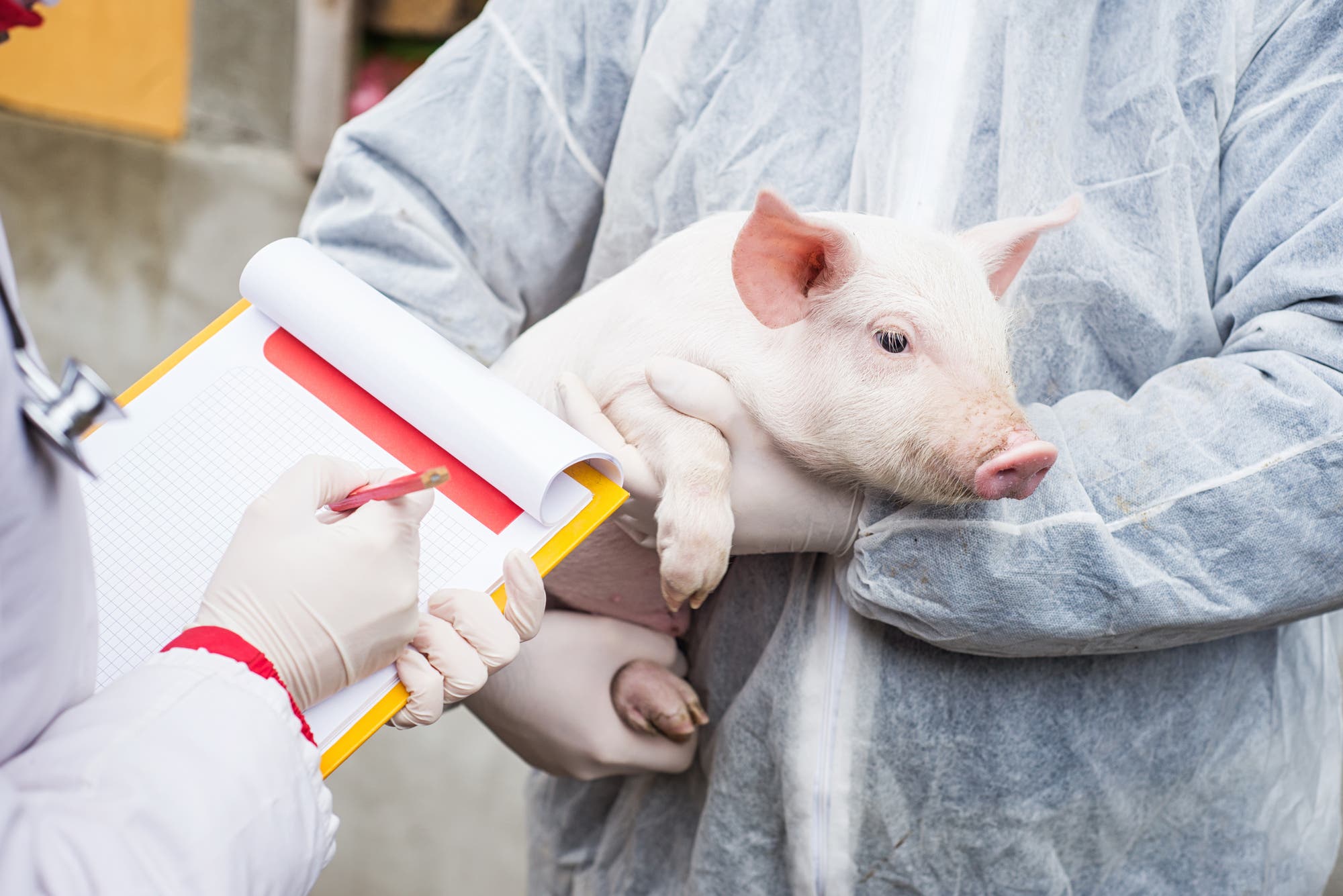 Ein Schweine-Virus hat das kleinste Genom der Welt