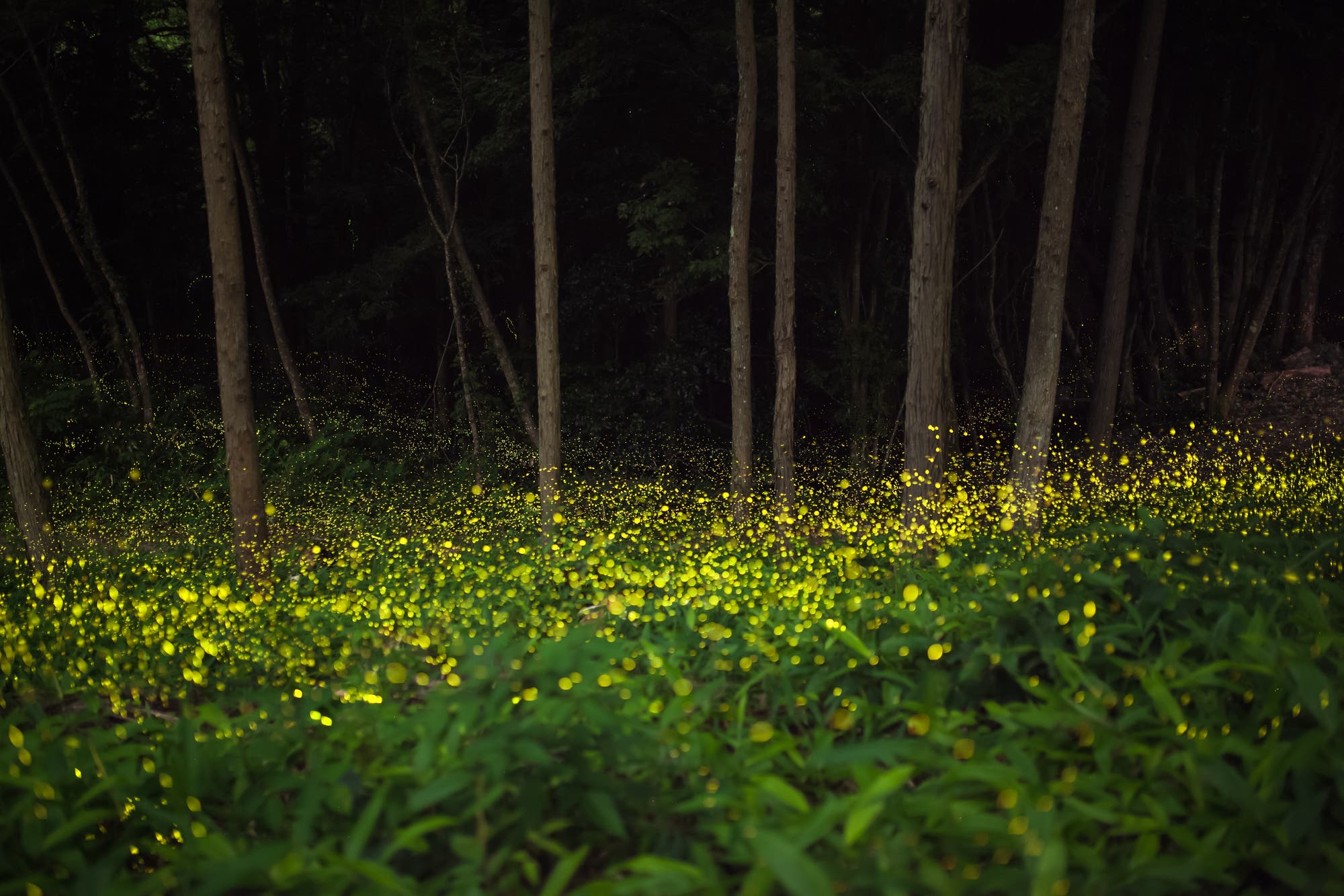 Glühwürmchen im Wald (langzeitbelichtet)