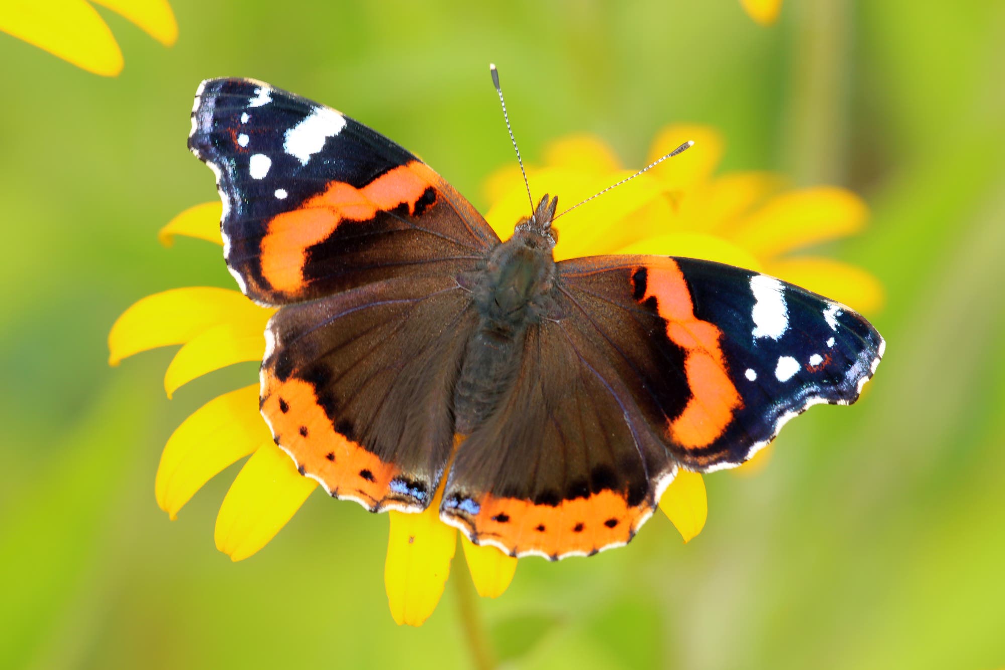 Farbenprächtigere, größere Arten wie der Admiral (<em>Vanessa atalanta</em>) haben größere Schwierigkeiten, ihre Körpertemperatur zu kontrollieren, als blassere Schmetterlinge.