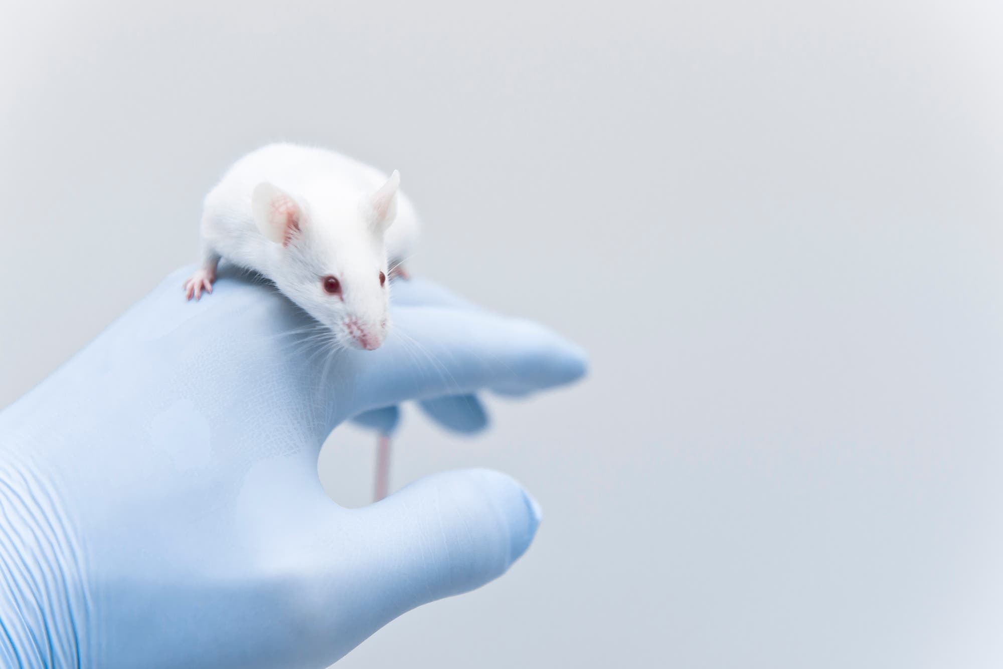 Das Genom der Maus ist ein extrem wichtiges Forschungsmodell