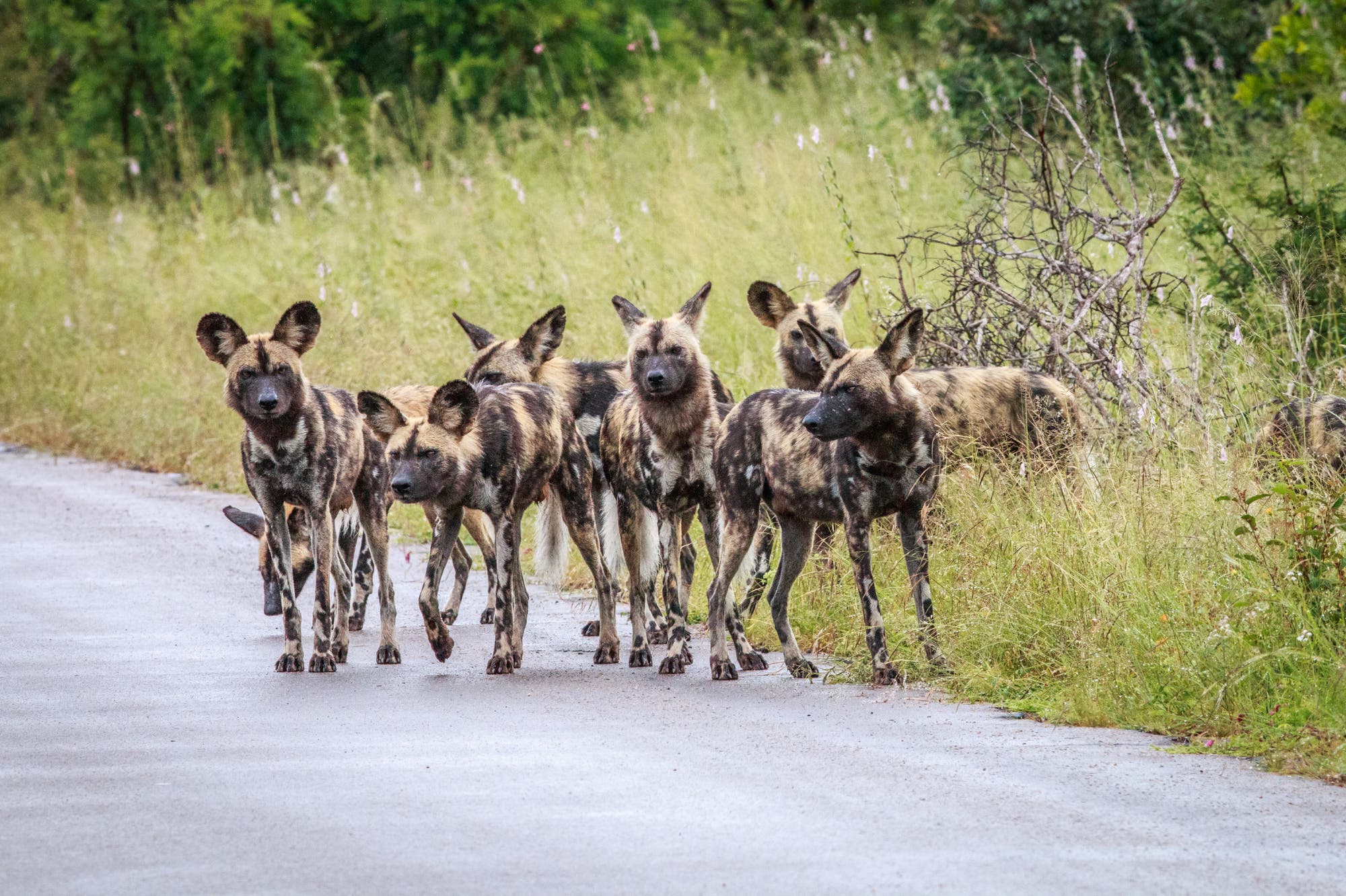 Afrikanische Wildhunde sind extrem bedroht