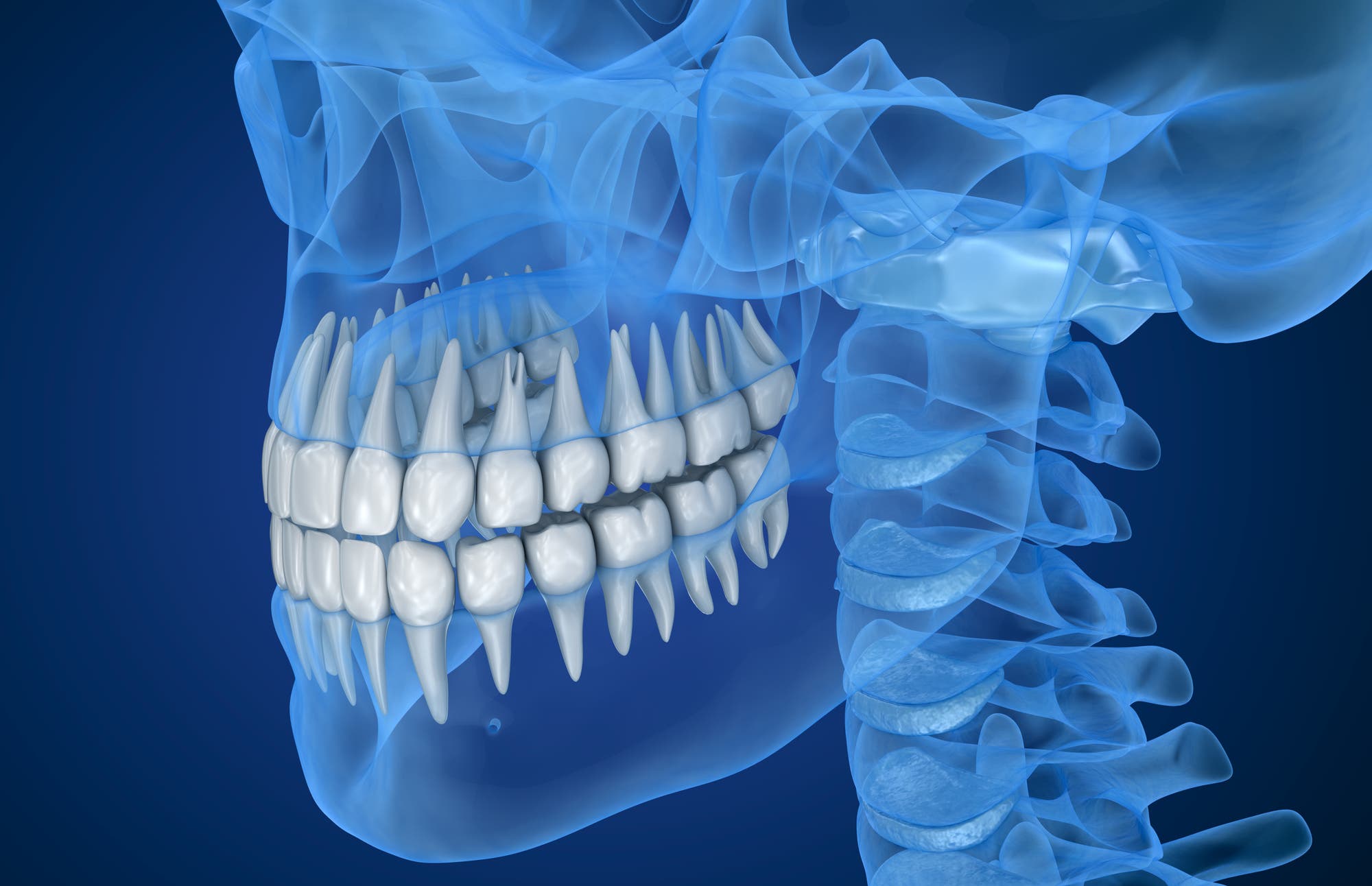 Ein transparenter Schädel mit hervorgehobenen Zähnen