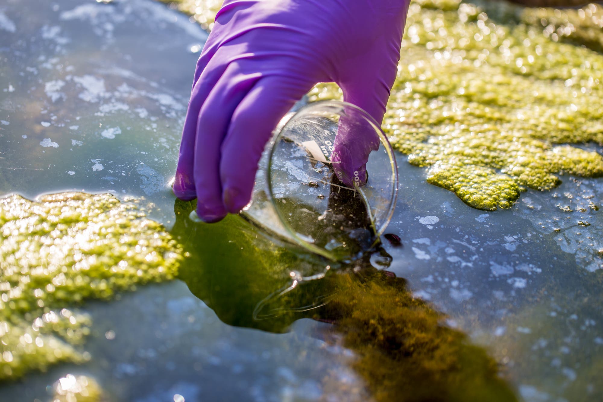 Eine Behandschuhte Hand nimmt eine Wasserprobe aus einem mit Algen überwucherten Gewässer.