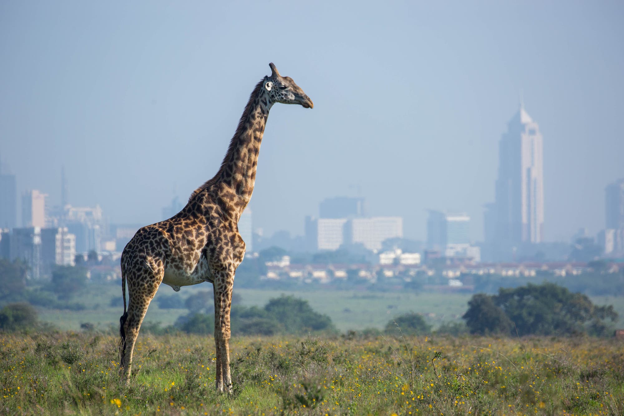 Giraffe im Nairobi National Park