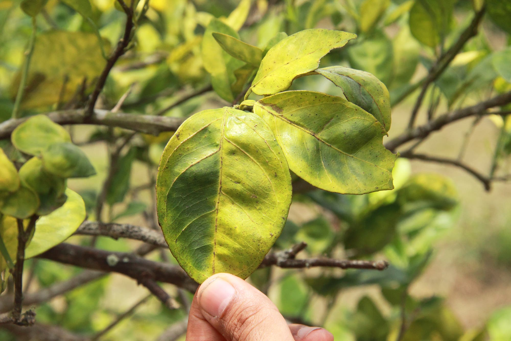 Typischer Befall eines Zitrusbäumchens mit Citrus Greening