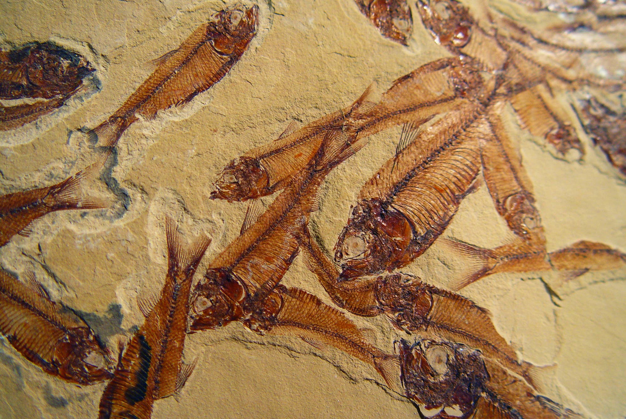 Fossile Fische