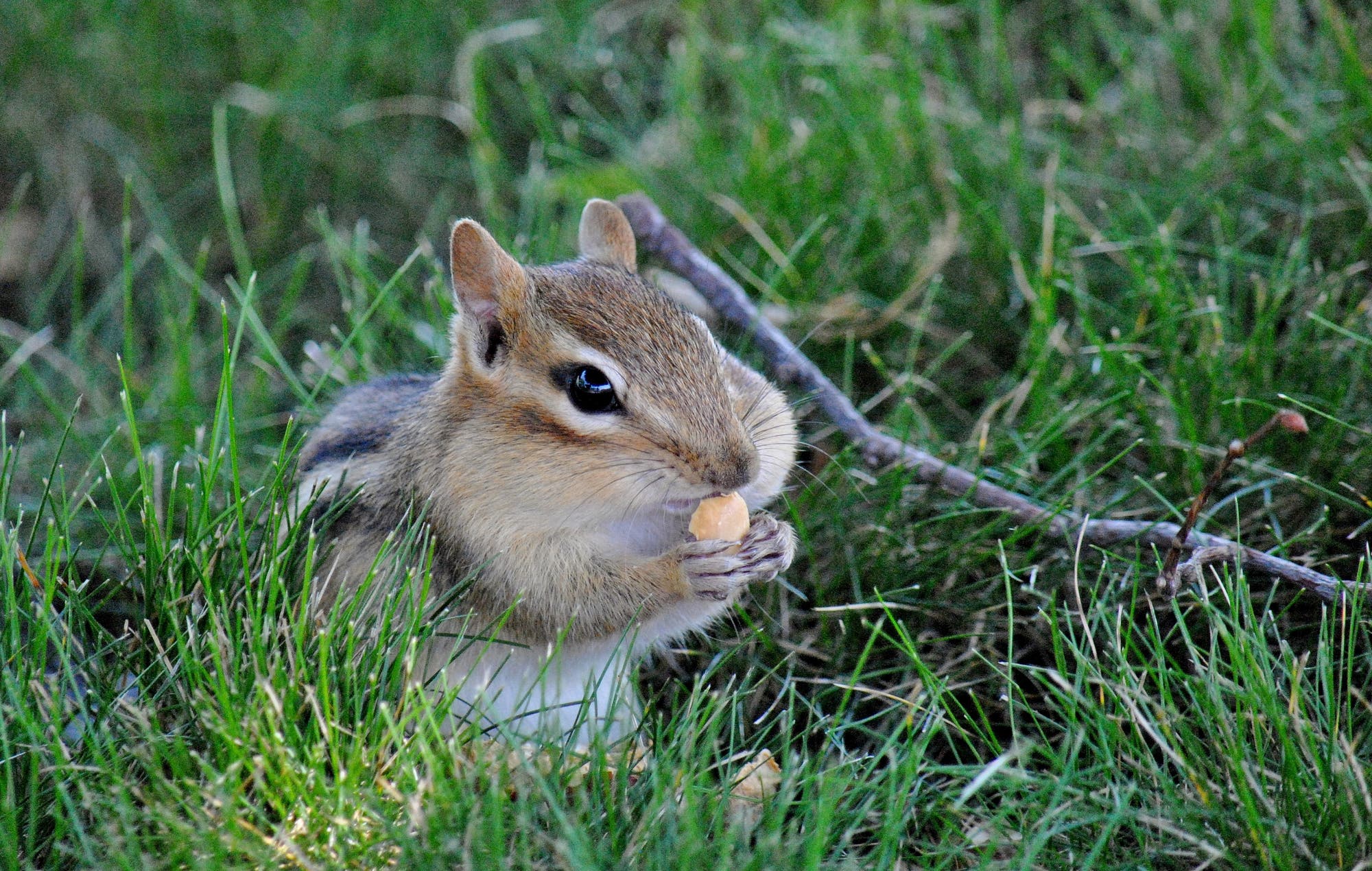 Streifen-Backenhörnchen mit vollen Backen