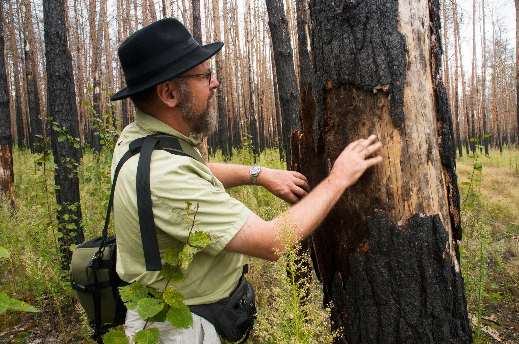 Pierre Ibisch inspiziert einen feuergeschädigten Baum