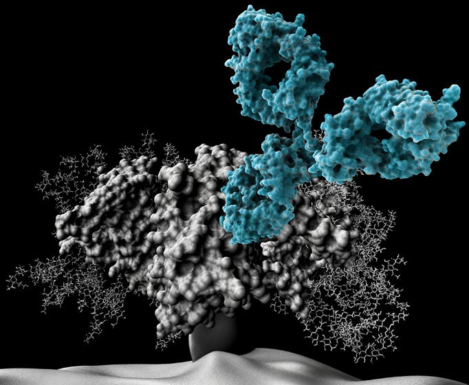 Ein Antikörper nähert sich dem Oberflächen-Protein gp120