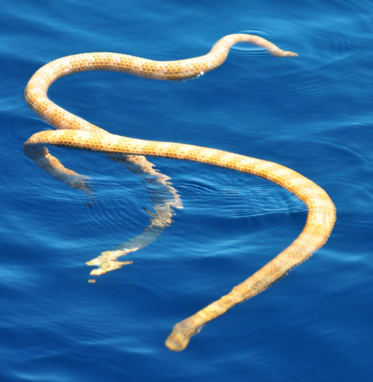 Blattschuppige Seeschlange – hat sie ihre Heimat verlagert?