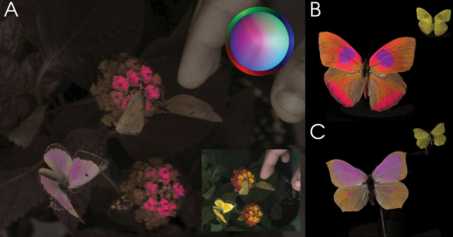 Aufnahmen von verschiedenen Schmetterlingen zeigen der Unterschied zwischen der Wahrnehmung des menschlichen Auges und der Aufzeichnung des neuartigen Kamerasystems