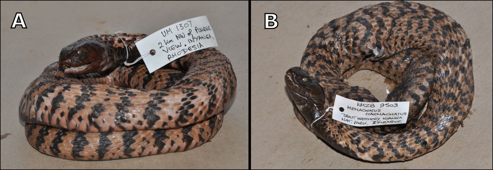 Die Schlangenart Hemachatus nyangensis kennt man nur von diesem toten Exemplar im Museum. Sie ist aufgerollt und mit einem Schild versehen. Sie besitzt ein Muster aus rostbraunen und dunklen Schuppen