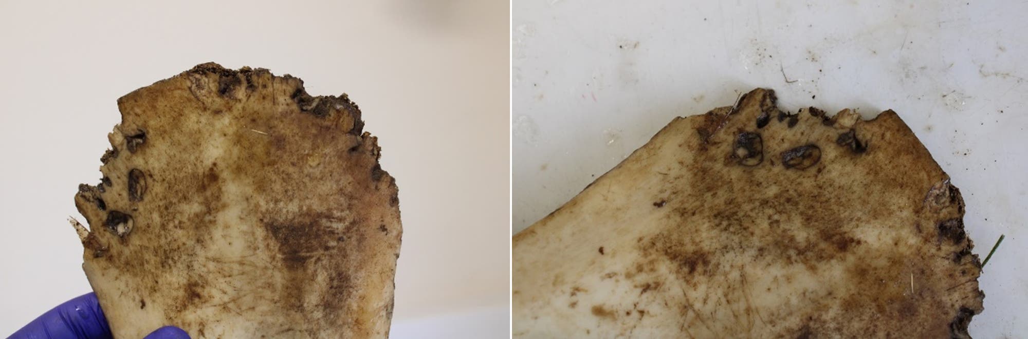 Zwei Bilder nebeneinander zeigen ein altes, verwittertes Knochenfragment mit unregelmäßigen Rändern und dunklen Verfärbungen. Links hält eine Person mit einem blauen Handschuh das Fragment vor einem neutralen Hintergrund. Rechts liegt das Fragment flach auf einer weißen Oberfläche, wobei die Details der Verfärbungen und Texturen deutlicher sichtbar sind.