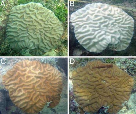 Genesung einer Koralle