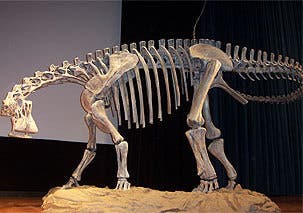 Skelett eines Nigersaurus