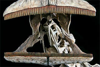 Kiefer eines Nigersaurus