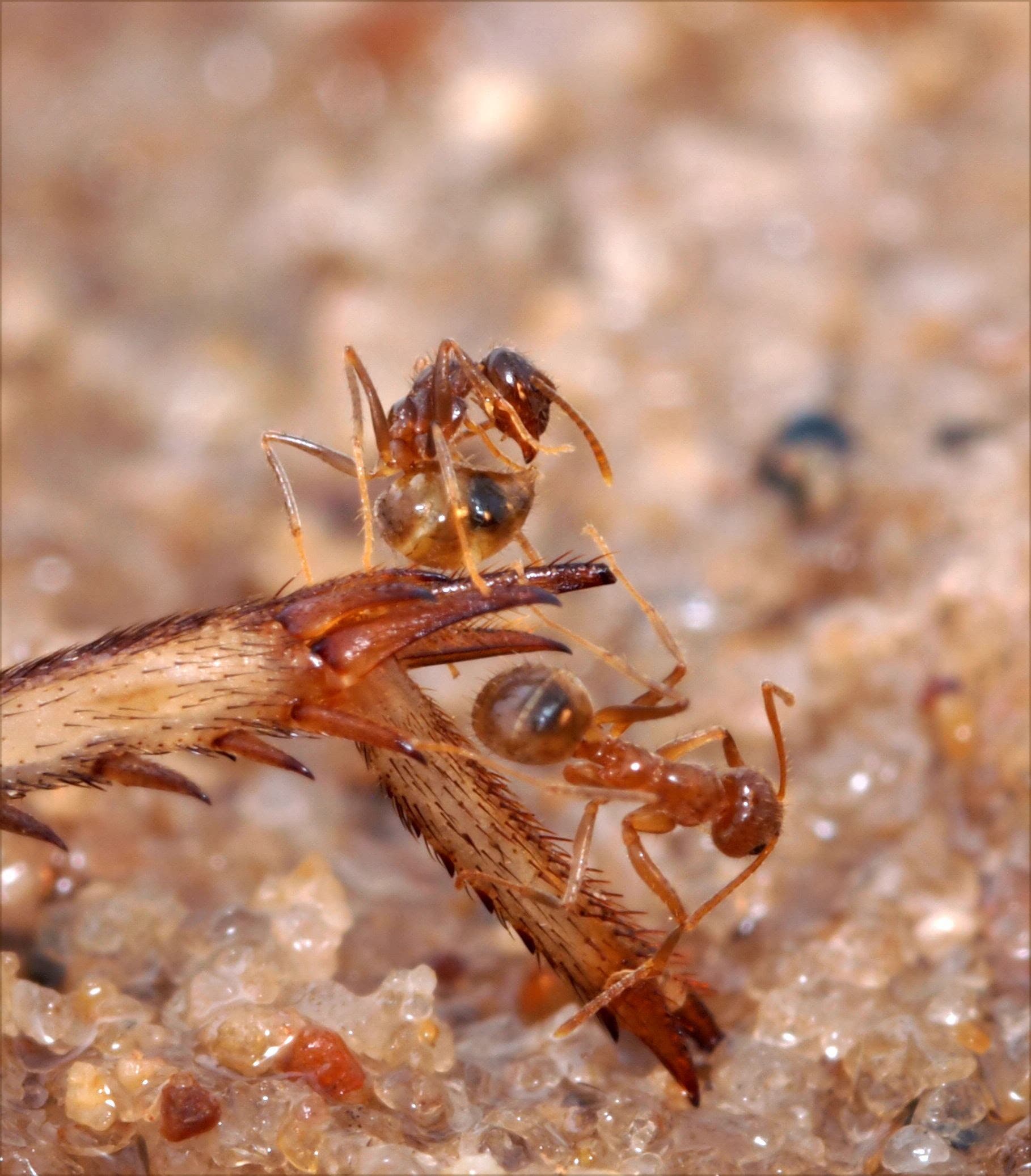 Crazy Ants beim Entgiften