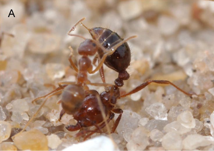 Kampf zwischen Feuerameise und Crazy Ant