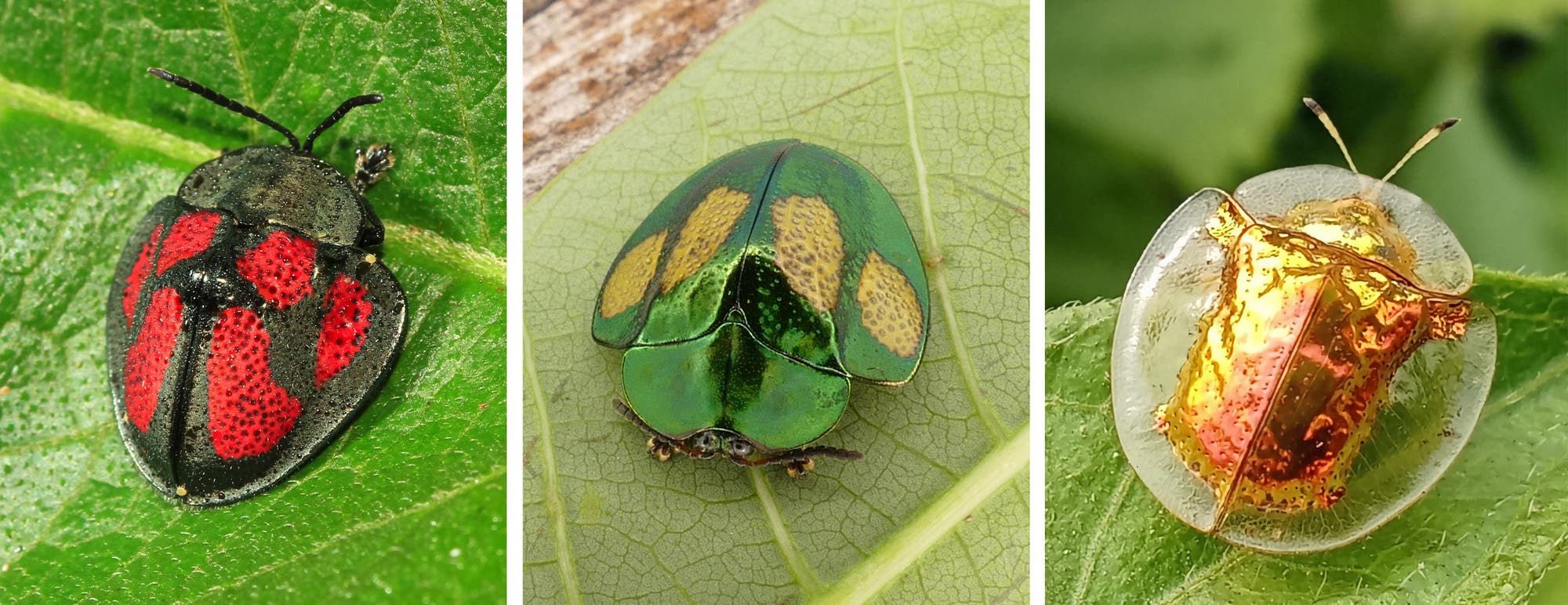 Drei Schildkäfer, links: Stolas punicae, Mitte: Stolas discoides, rechts: Aspidimorpha dorsata. 