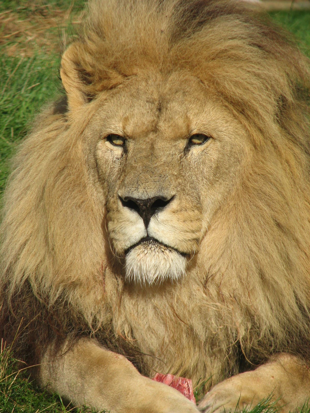Auch Löwen sind global bedroht