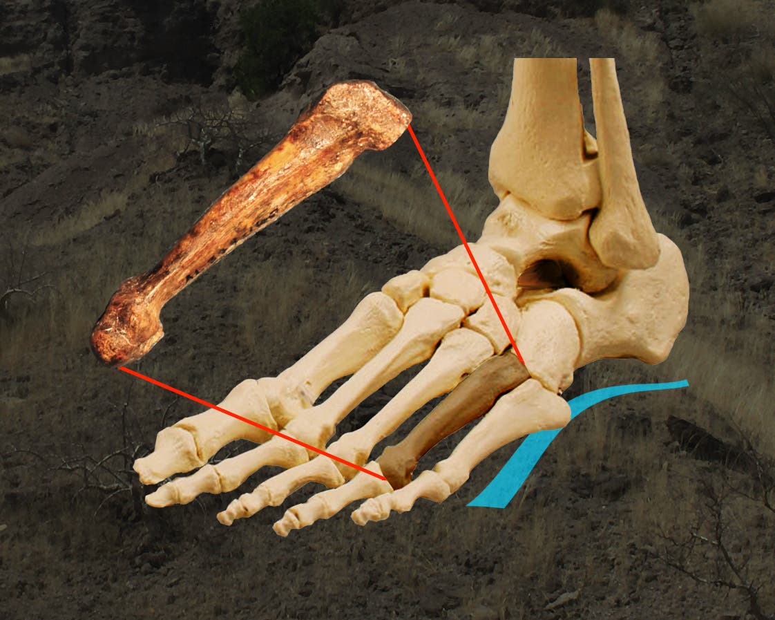 Lage des Knochens in einem menschlichen Fußskelett