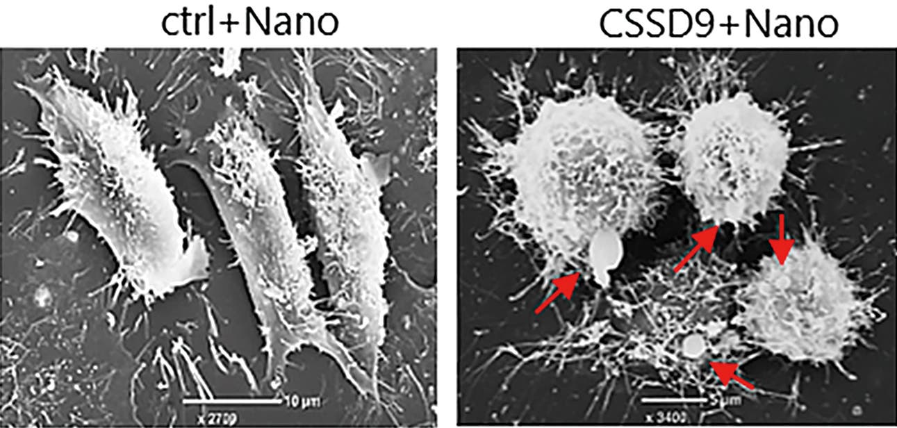 Nanopartikel-Schwamm-DNA gegen Tumoren