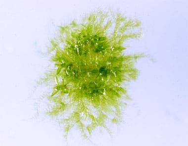 Das Kleine Blasenmützenmoos (<i>Physcomitrella patens</i>)