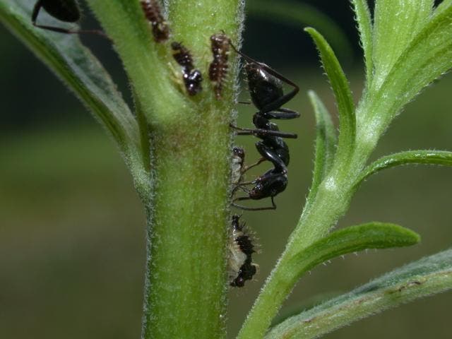 Ameisen bewachen den Buckelzirpen-Nachwuchs