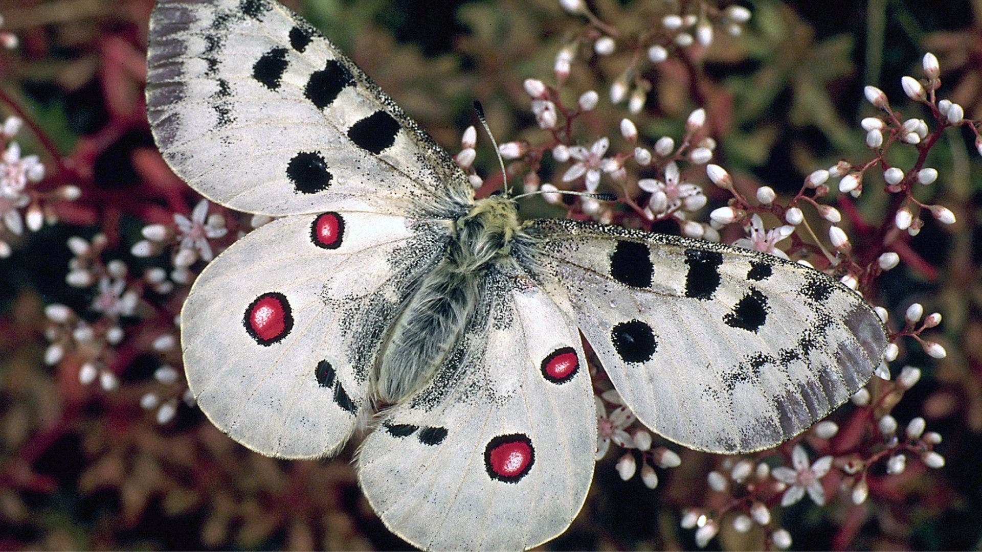 Ein Mosel-Apollofalter sitzt auf den hellrosa gefärbten Blüten eines Mauerpfeffers. Der Falter ist weiß mit schwarzen Flecken und roten Augenflecken. Die Flügel sind offen und der Falter ist von oben zu sehen. Der Hintergrund ist braun.