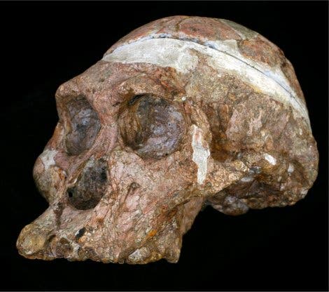 <i>Australopithecus</i>-Schädel "Mrs. Ples"