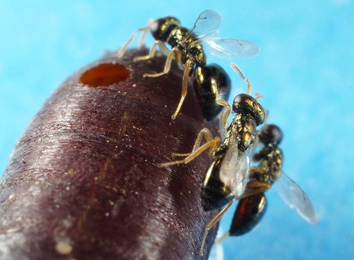 Nasonia-Wespen auf Fliegenpuppe