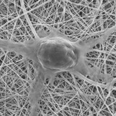 Nervenzelle auf Hypridfaser