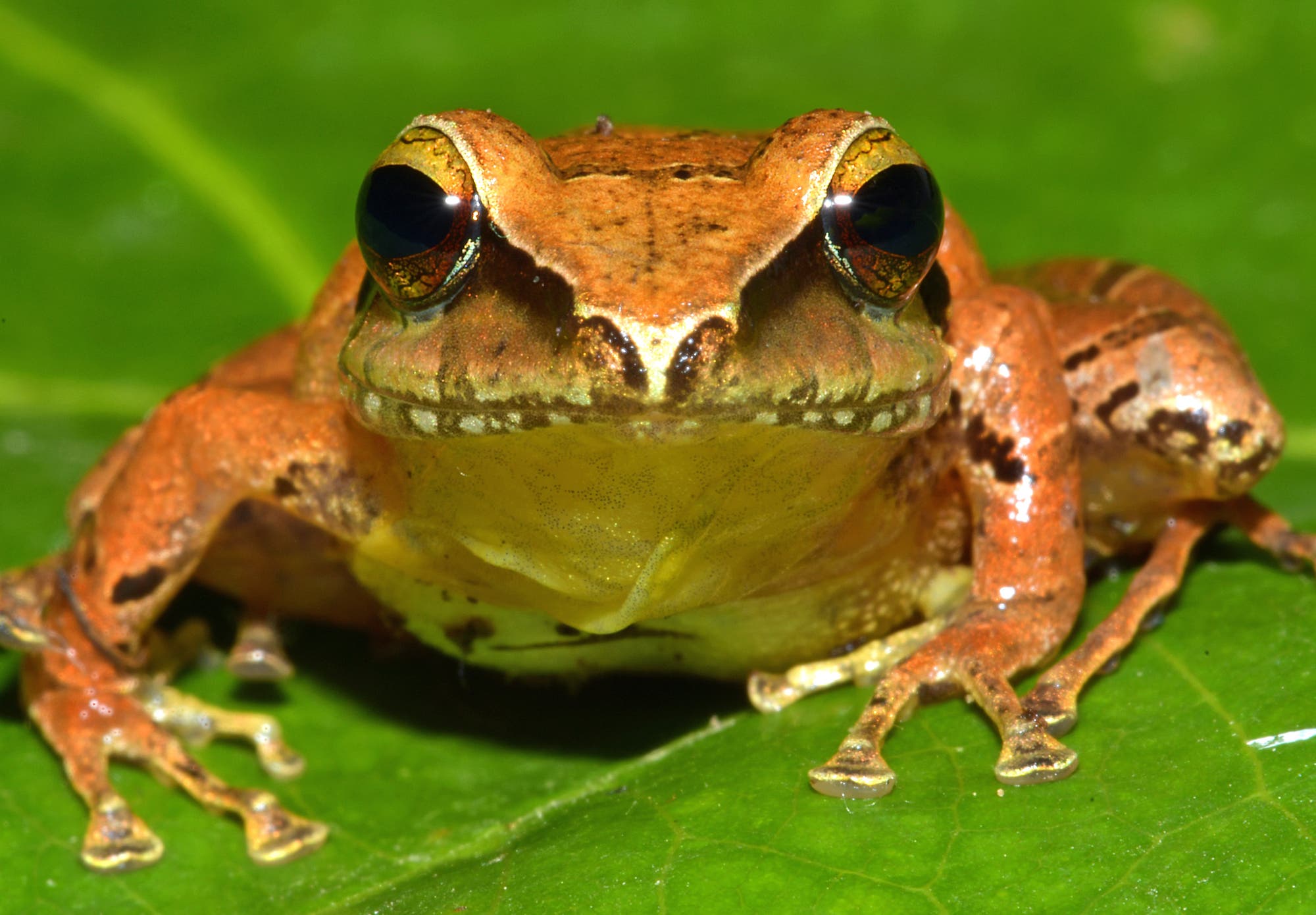 Der Frosch Pristimantis nebulosus hat einen orangefarbenen Rücken und einen gelben Bauch.